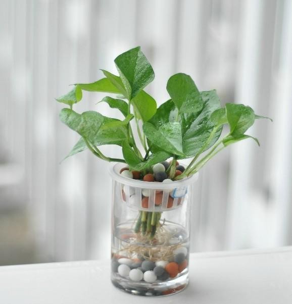 【家裝知識(shí)】七款“吸毒”植物,室內(nèi)的天然空氣凈化器