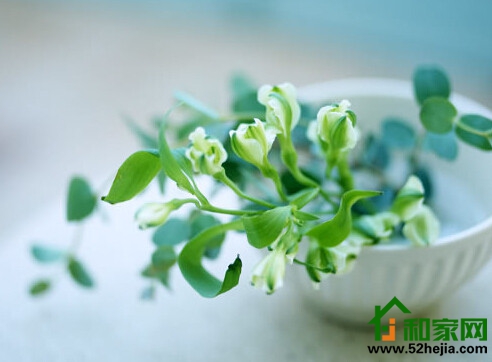 清新家居，好運常伴-家裝植物擺放風水