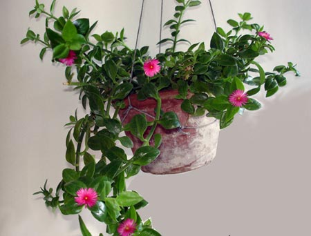 家居植物風(fēng)水?dāng)[設(shè)