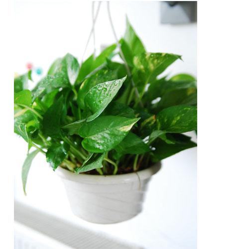 家居植物風(fēng)水?dāng)[設(shè)