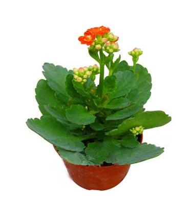 家居植物風(fēng)水?dāng)[設(shè)