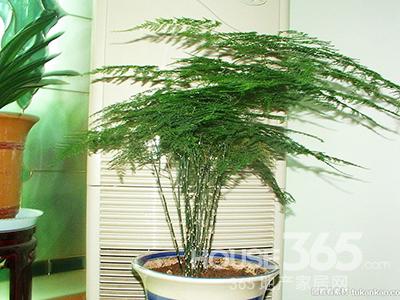 家居植物