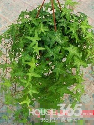 植物