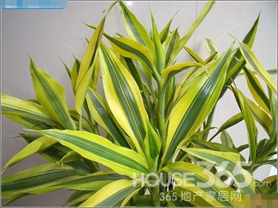 夏季適合養什么植物