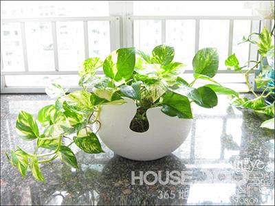 室內植物