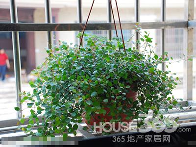臥室植物
