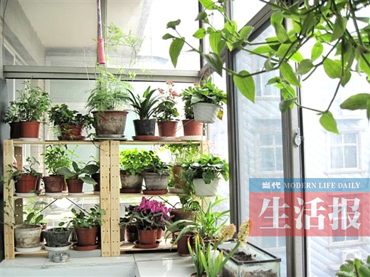 南寧婦女兒童中心辦家庭花藝培訓班 傳授種養知識