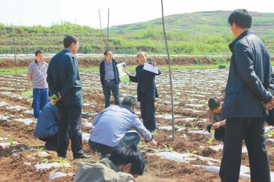 “煙苗移栽后要立即查苗補缺，做到苗全、苗齊、苗壯，以保證煙田生長均勻一致。同時，在查苗補缺過程中，如發現小苗，要澆施偏心肥水，促小苗早發快長，提高煙田整齊度，補苗后要及時淺鋤中耕滅除雜草，噴施農藥預防病蟲害發生?！?月9日，洛陽市煙草公司嵩縣分公司邀請專家深入煙田為全縣煙農面對面培訓。