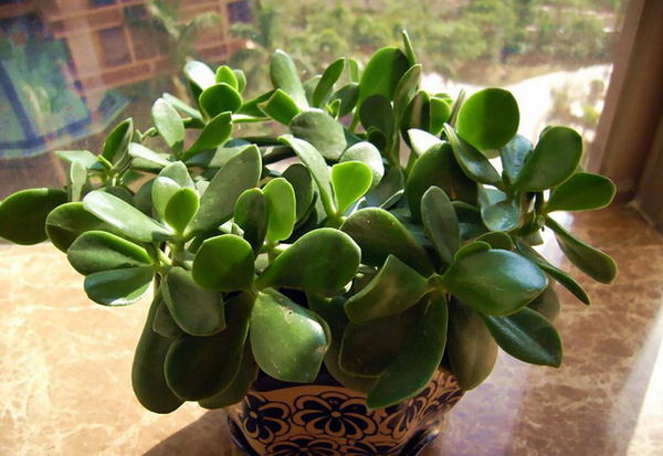 解讀家居室內(nèi)植物風(fēng)水 室內(nèi)植物擺放風(fēng)水知識(shí)