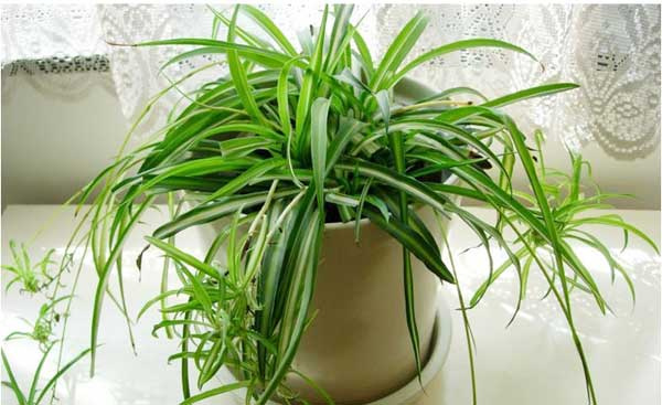 解讀家居室內(nèi)植物風(fēng)水 室內(nèi)植物擺放風(fēng)水知識(shí)