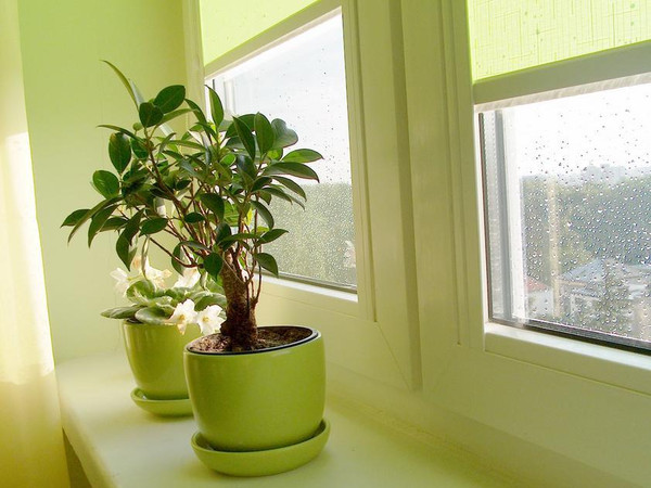 解讀家居室內(nèi)植物風(fēng)水 室內(nèi)植物擺放風(fēng)水知識(shí)