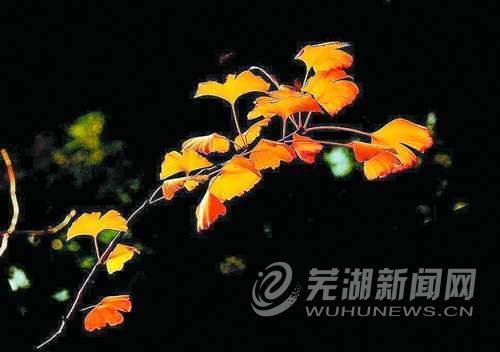 蕪湖退休老年攝影族愛用鏡頭記錄炫彩生活