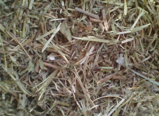 花生秧營養(yǎng)價值河南南陽花生秧 企匯網(wǎng)