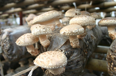 批發(fā)河南省西峽縣山珍養(yǎng)生坊牌純天然香菇的營養(yǎng)價值豐富
